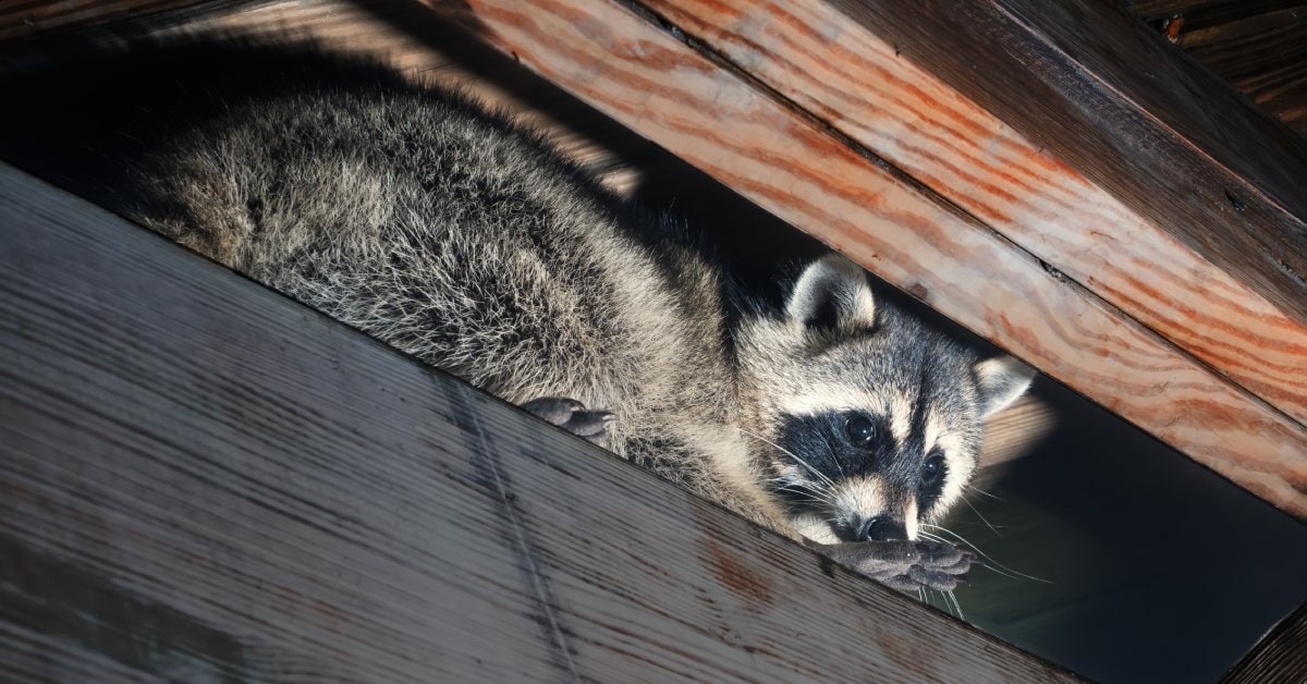 A black and grey American raccoon peaking out between the reddish wooden support beams of an attic.