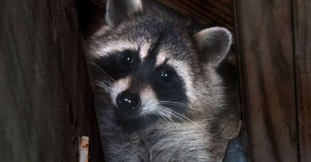 A close-up of an American raccoon peaking out between wood slats in an attic, looking down at the camera.